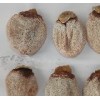 山東柿餅的食療功效知多少