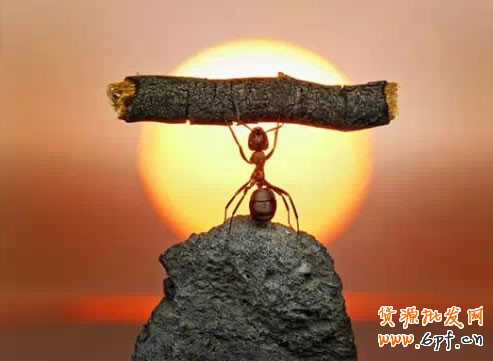 螞蟻 調(diào)養(yǎng) 理想 奮斗